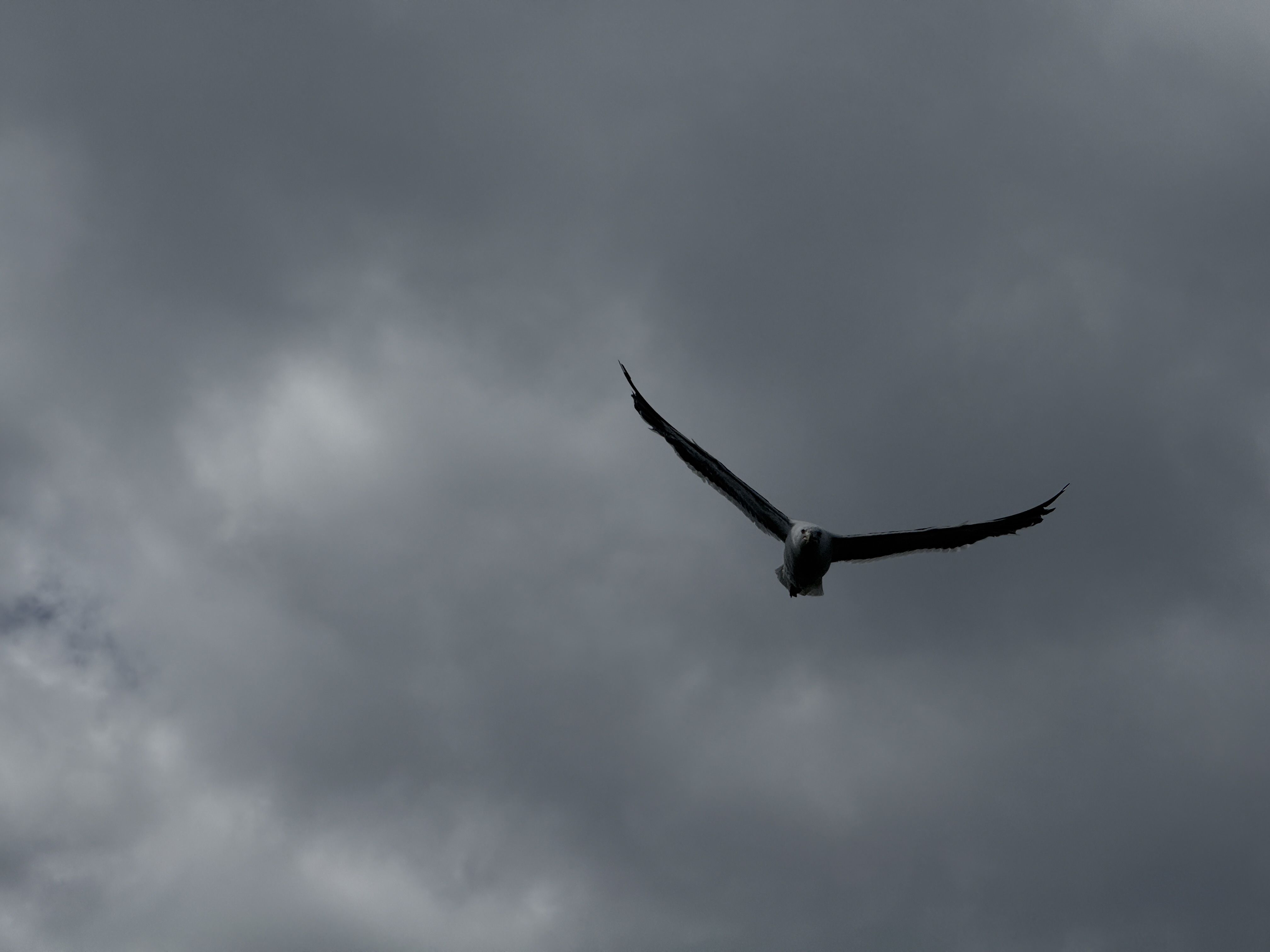 An eagle? No, a Seagull